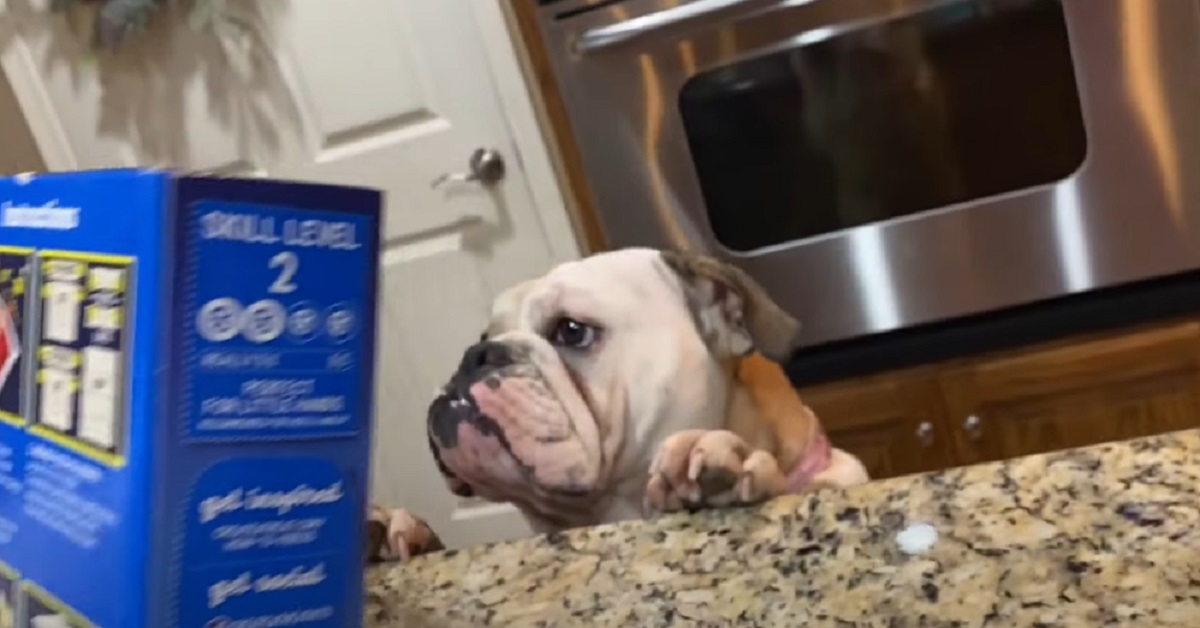 Cucciola di Bulldog Inglese osserva la casa di marzapane appena fatta, nel video accade l’irreparabile