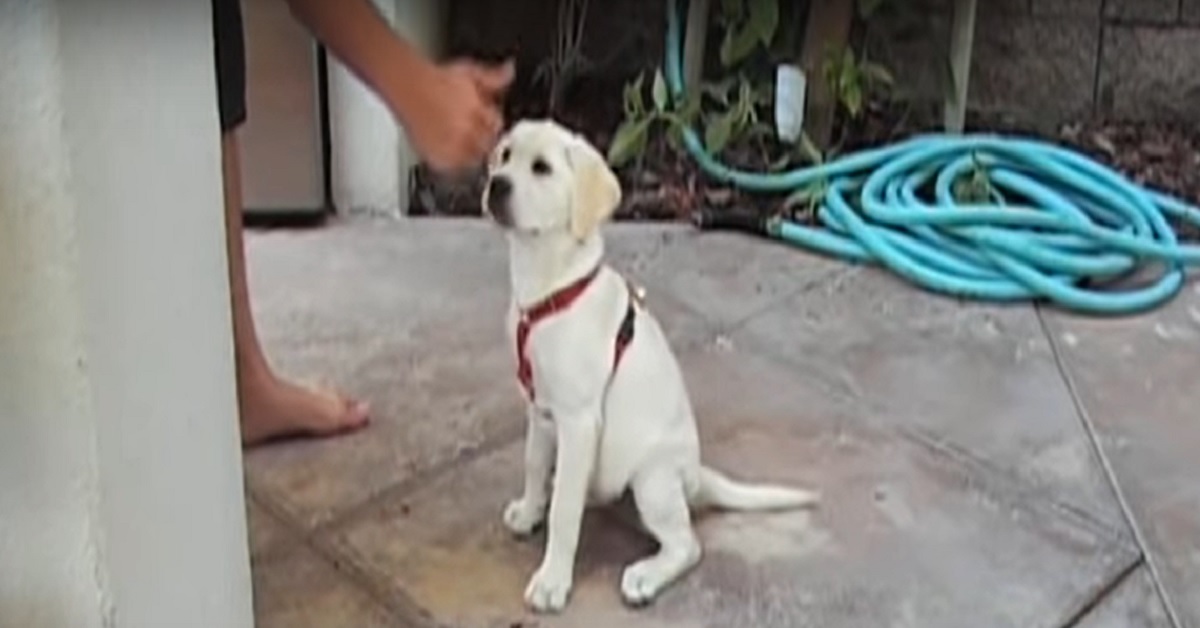 Cucciola di Labrador stupisce l’intero web con i suoi trucchi, il video è da vedere assolutamente