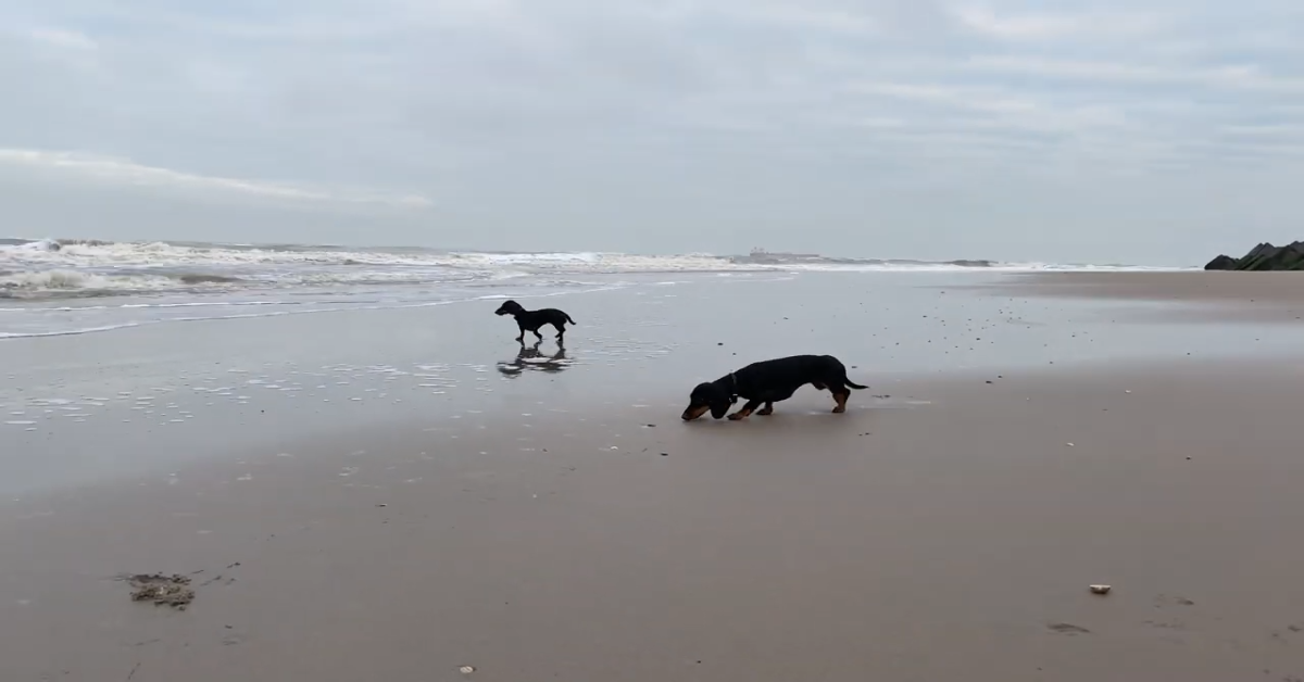 Due cuccioli di Bassotto vanno al mare in compagnia dei loro padroni (VIDEO)