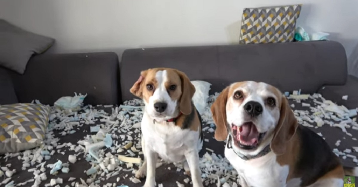 cuccioli di Beagle fanno un pasticcio in casa