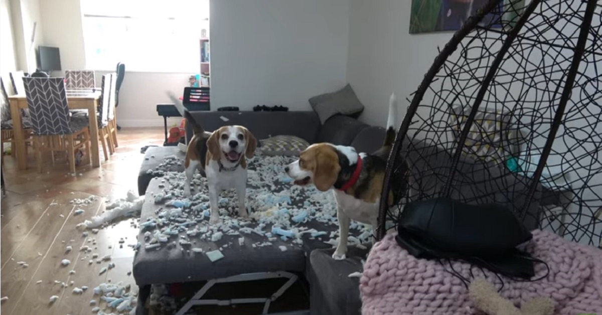 Cuccioli di Beagle fanno un pasticcio in casa: chi è stato? (VIDEO)
