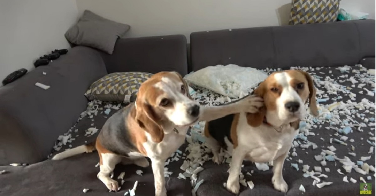 cuccioli di Beagle fanno un pasticcio in casa