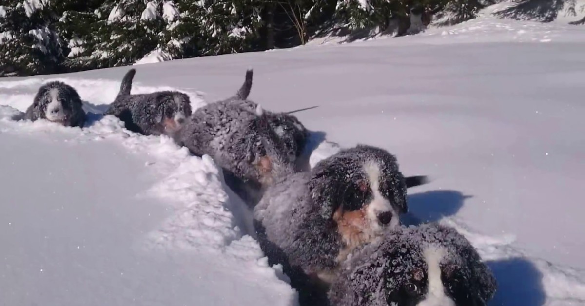 Dei cuccioli di Bernese giocano sulla neve in un modo davvero dolce (VIDEO)