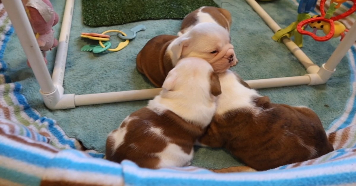 Dei cuccioli di Bulldog inglese si svegliano e iniziano a giocare insieme (VIDEO)