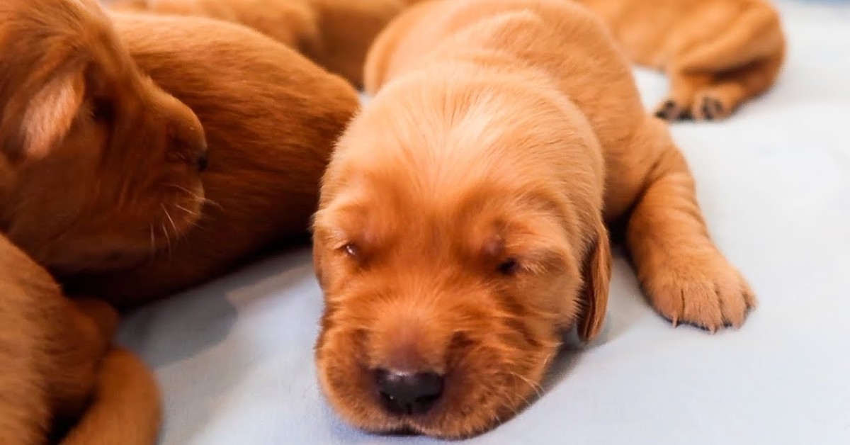 Dei cuccioli di Golden Retriever cominciano a camminare (VIDEO)