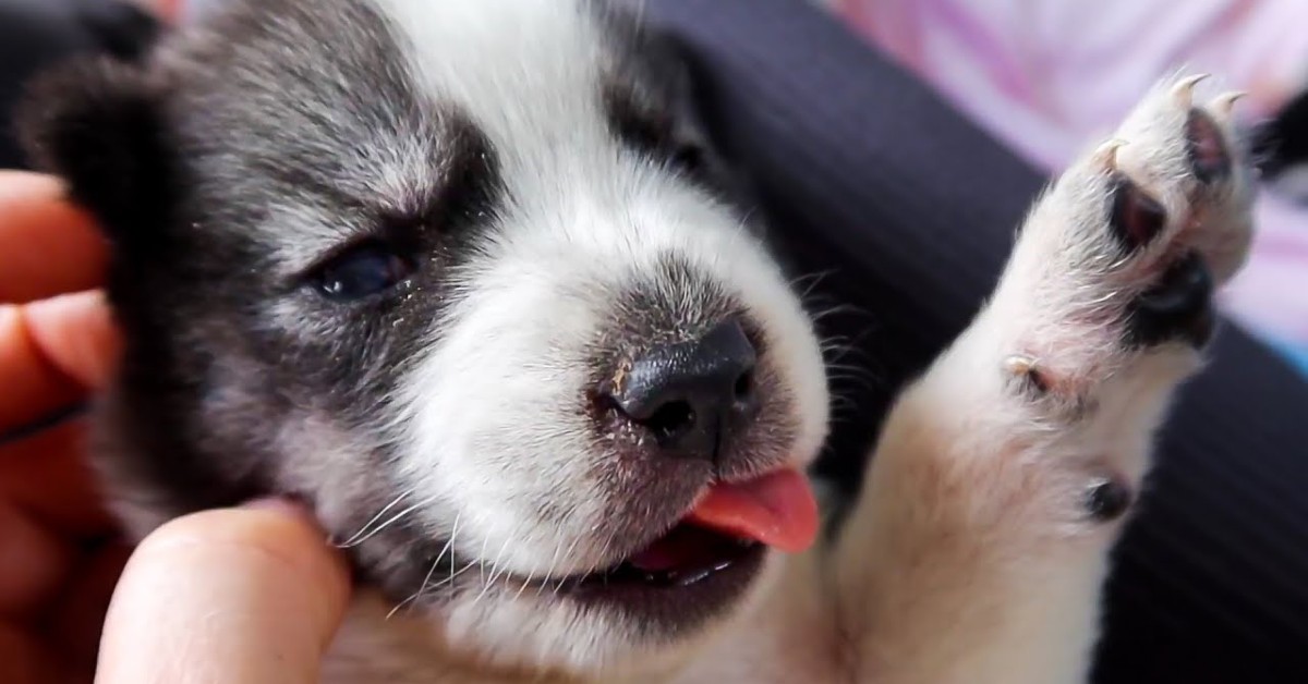 Dei cuccioli di Husky hanno sonno e vogliono dormire (VIDEO)