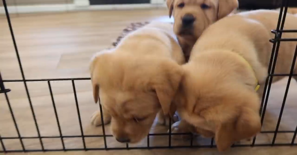 I cuccioli di Labrador fanno un controllo dal veterinario per la prima volta (VIDEO)