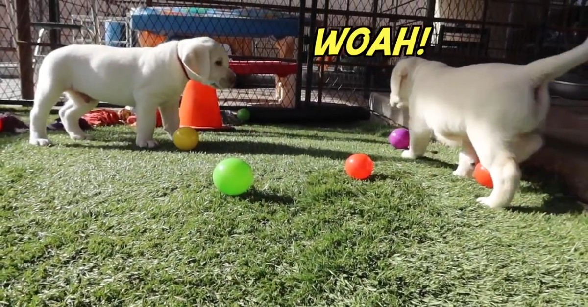 Cuccioli di Labrador giocano con palline colorate e si divertono moltissimo (VIDEO)