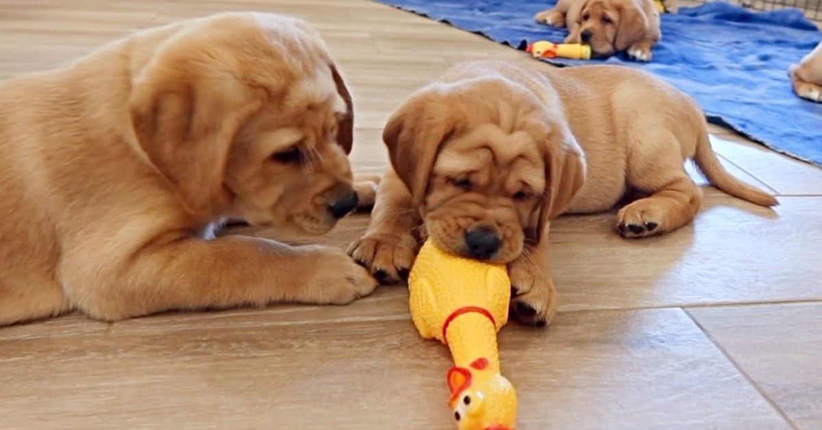 Dei cuccioli di Labrador giocano con dei polli di plastica (VIDEO)
