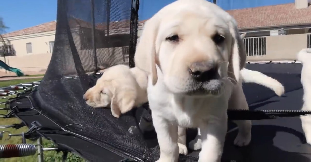 Dei cuccioli di Labrador si divertono su un trampolino elastico (VIDEO)