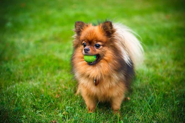 cuccioli di Pomerania