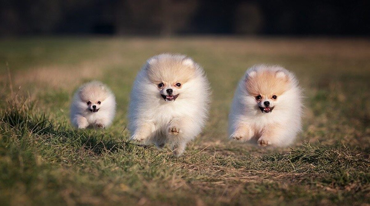 Cuccioli di Pomerania: comportamento, carattere e peculiarità di questa razza