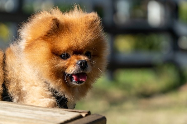 cuccioli di Pomerania