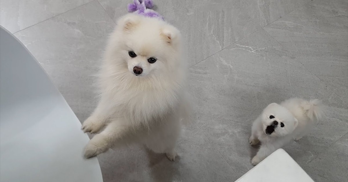 Due cuccioli di Pomerania hanno fame e lo comunicano alla loro padrona (VIDEO)