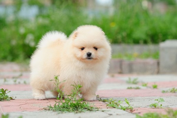 cuccioli di Pomerania