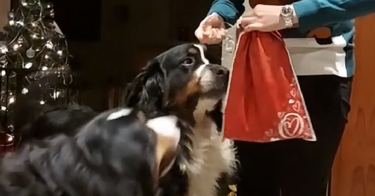 Cuccioli di Bovaro del Bernese aprono i loro regali di Natale, il video mostra l’irresistibile scena