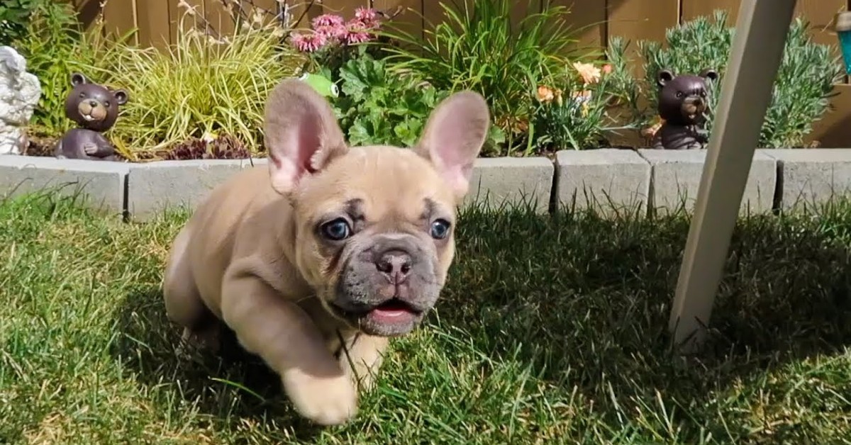 Cuccioli di Bulldog francese fanno una passeggiata in giardino (VIDEO)