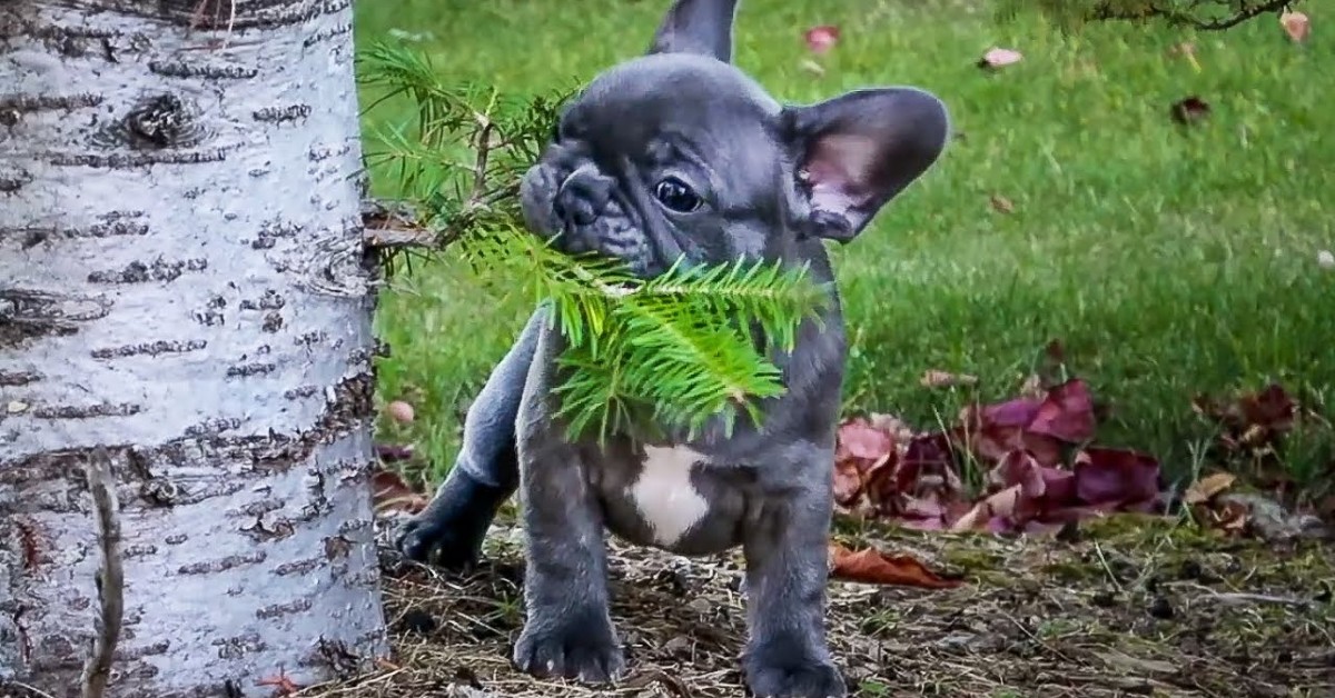 Cuccioli di Bulldog francese giocano in giardino e si divertono molto (VIDEO)