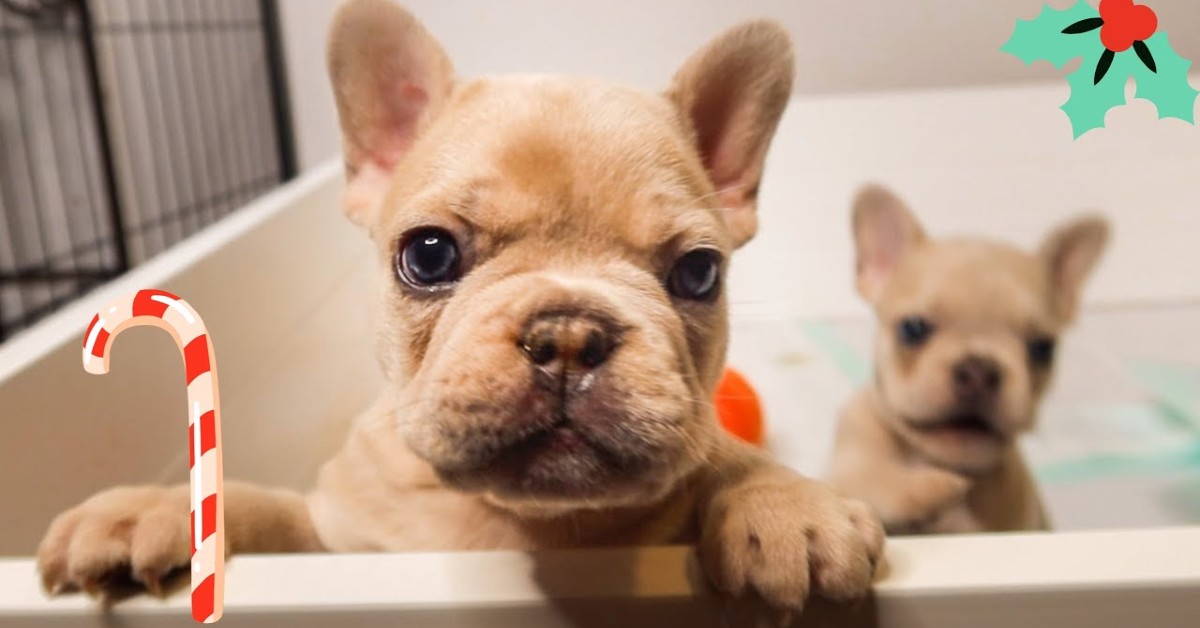 Cuccioli di Bulldog francese ricevono dei pupazzetti come regalo di Natale (VIDEO)