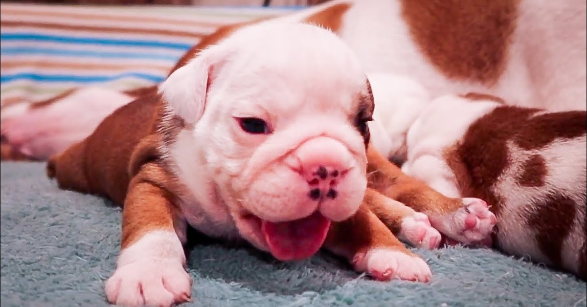 Dei cuccioli di Bulldog inglese appena nati giocano con la loro mamma (VIDEO)