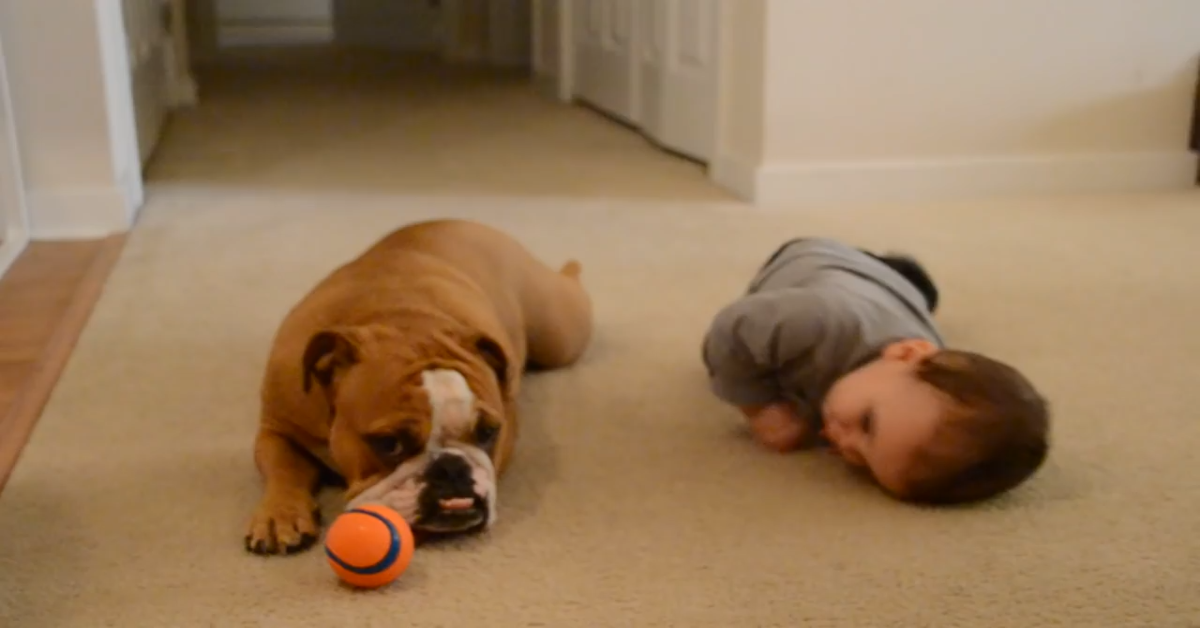 Un cucciolo di Bulldog inglese gioca con il suo fratellino umano (VIDEO)