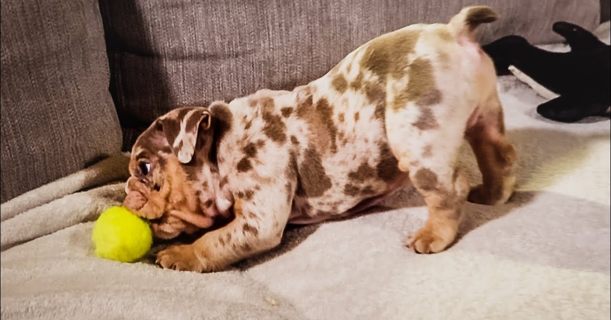 Cuccioli di Bulldog inglese giocano sul divano e si divertono moltissimo (VIDEO)