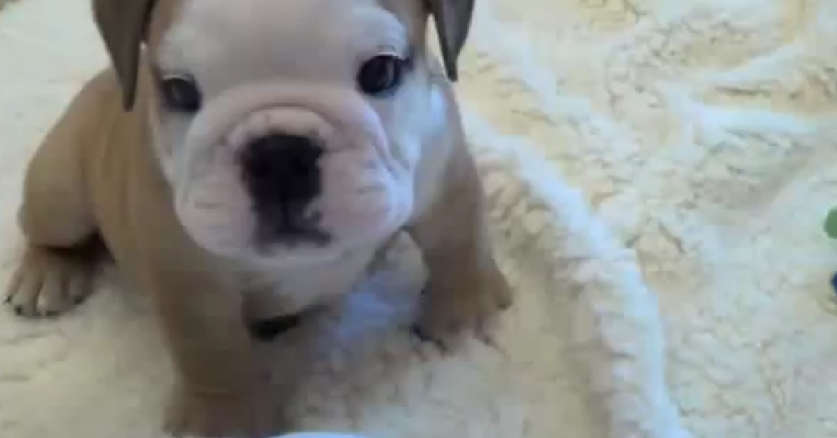 Cuccioli di Bulldog inglese si divertono in compagnia dei padroni (VIDEO)