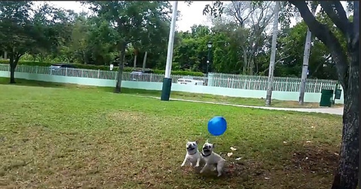 Cuccioli di Bulldog inventano un nuovo gioco con il palloncino, il video è una perla del web