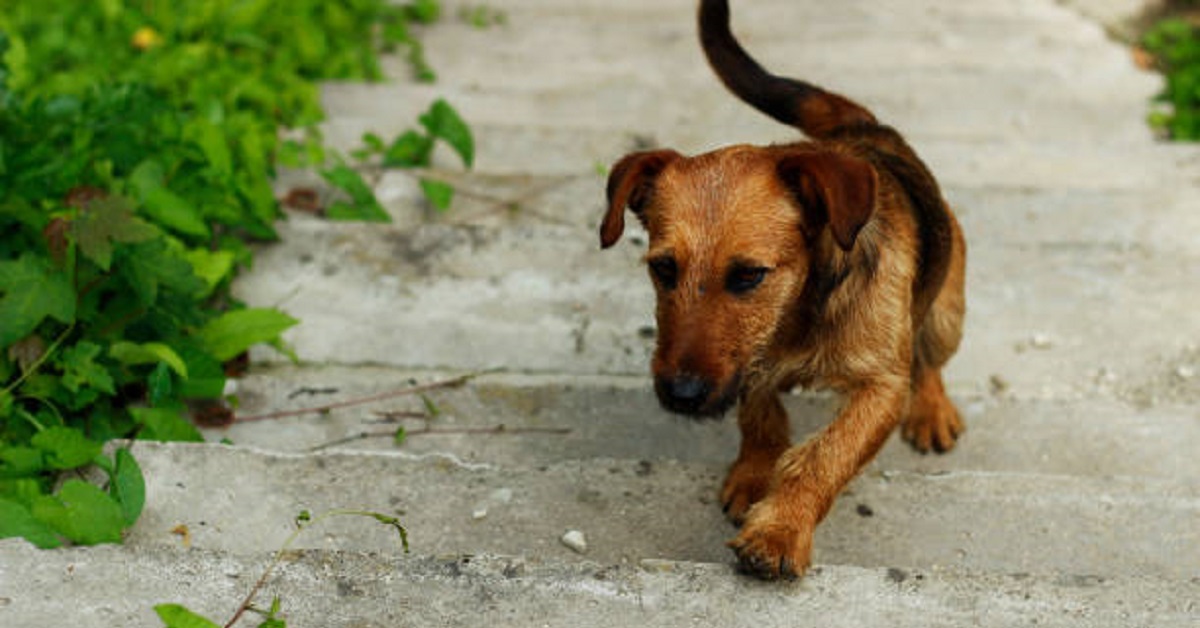 Cuccioli di cane alle prese con le scale, vediamo nel video i loro geniali modi di affrontarle