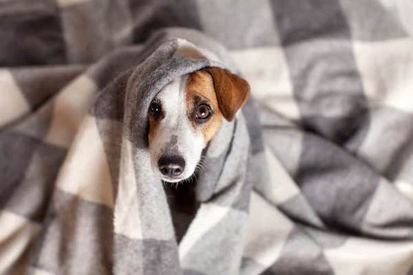 cuccioli di cane d'inverno