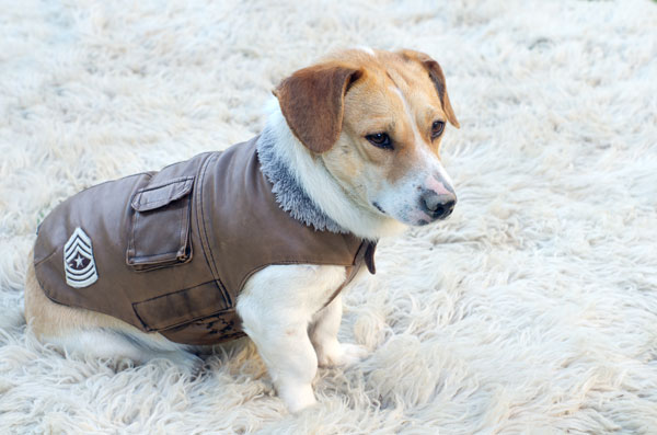 cuccioli di cane d'inverno