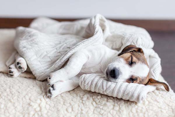 cuccioli di cane d'inverno