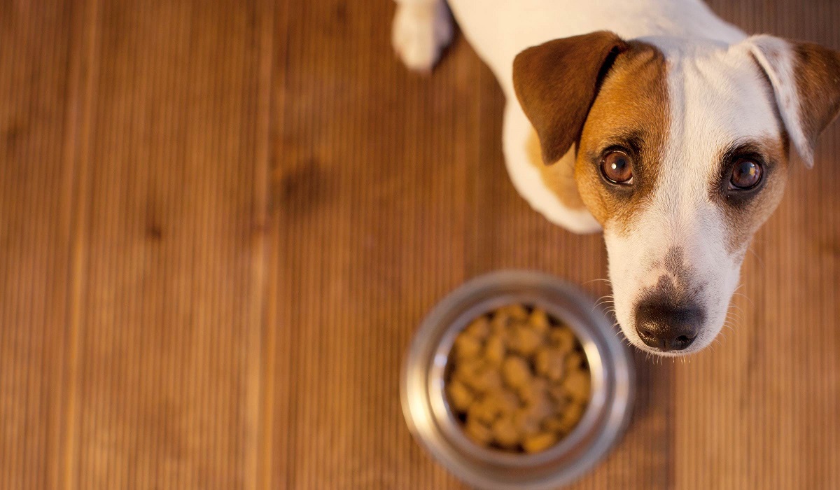 cagnolino con sguardo supplicante