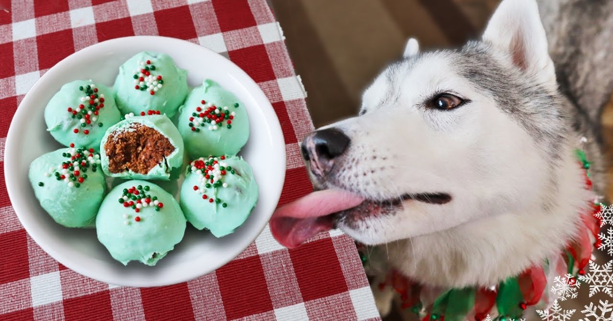 Cuccioli bellissimi mangiano dolcetti di Natale molto gustosi (VIDEO)