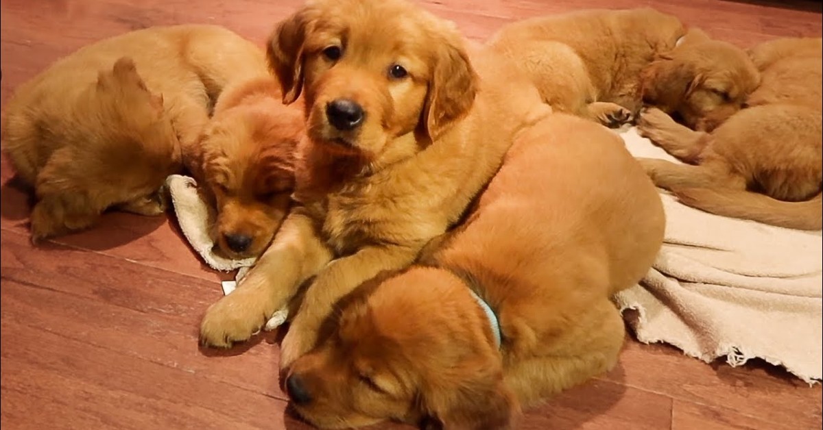 Cuccioli di Golden Retriever giocano col padrone e si rilassano moltissimo (VIDEO)