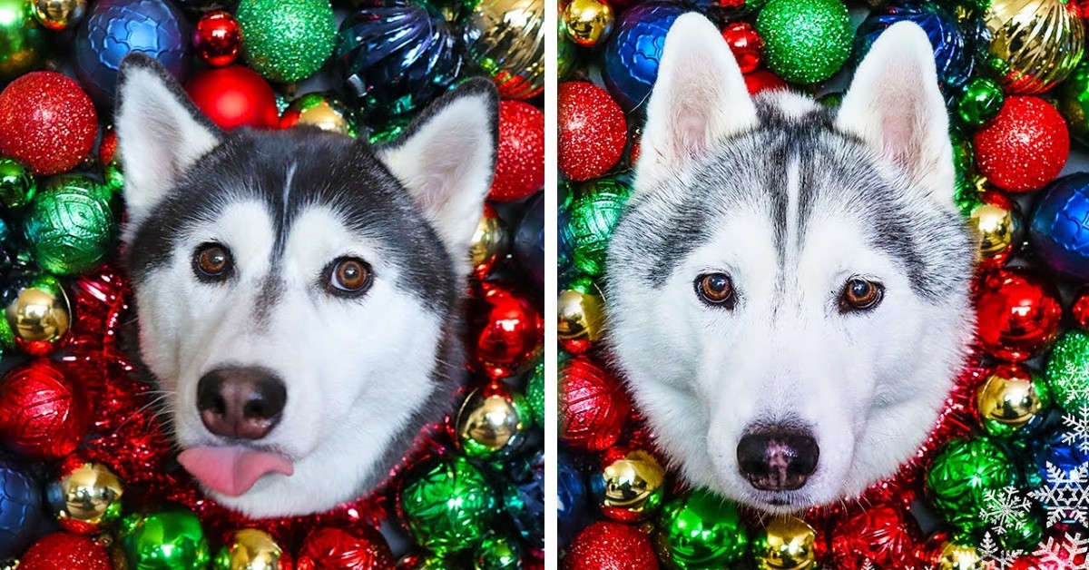 Due cuccioli di Husky aiutano il padrone a fare una decorazione natalizia (VIDEO)