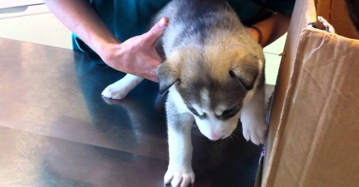 Alcuni cuccioli di Husky vanno dal veterinario per una visita (VIDEO)