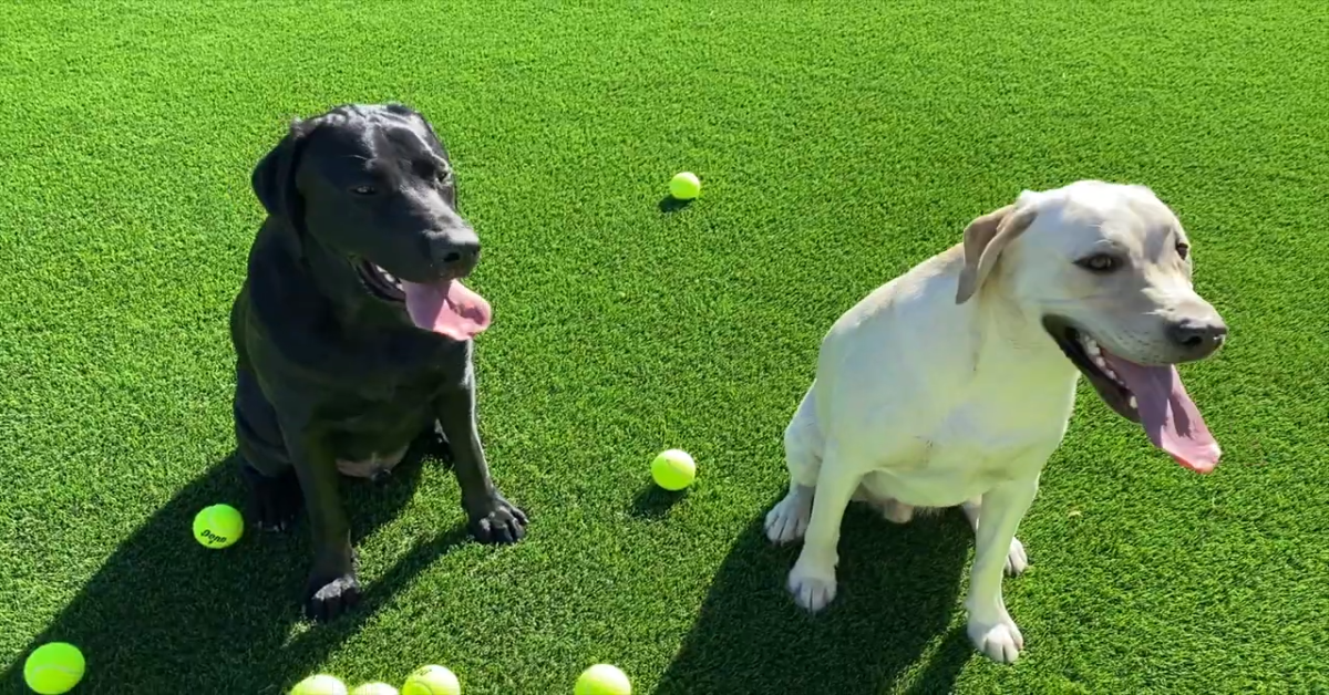 Due cuccioli di Labrador ricevono una sorpresa dai loro padroni (VIDEO)