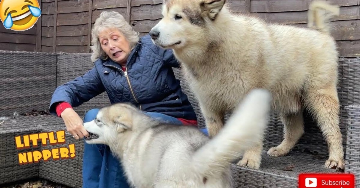 Dei cuccioli di Malamute vedono la nonna dopo diverso tempo (VIDEO)