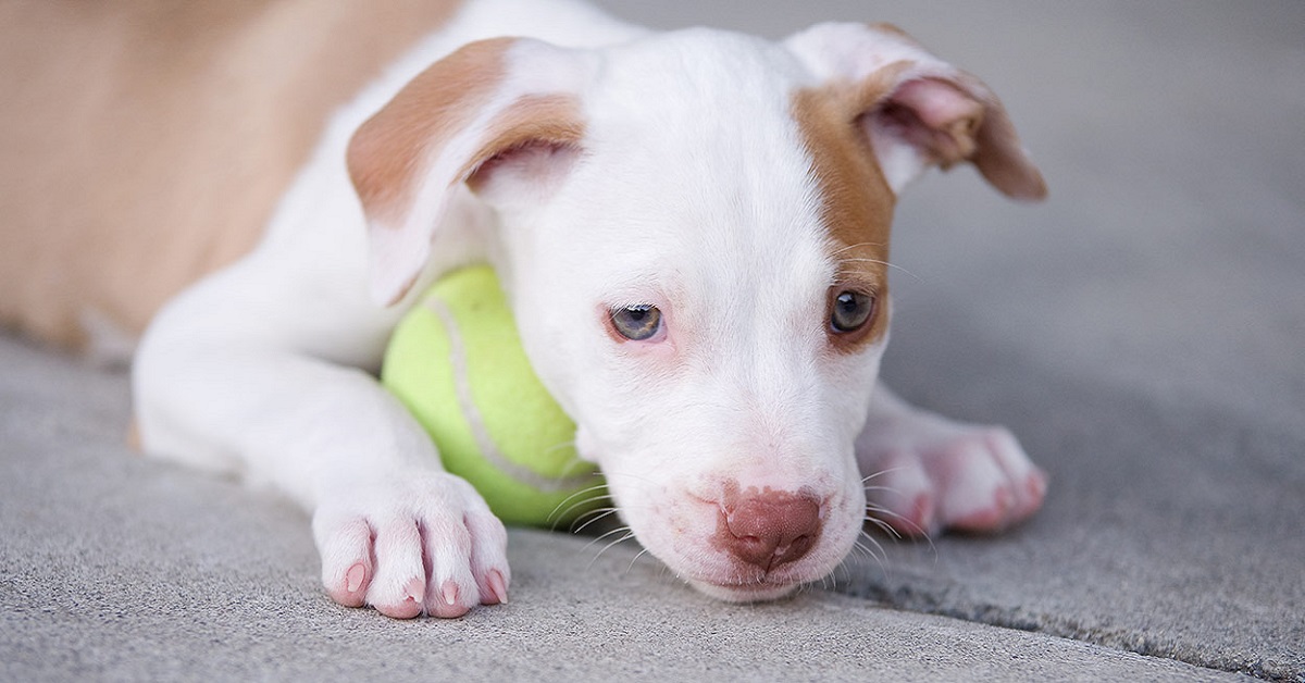 Cuccioli di Pit Bull: carattere, particolarità e comportamento, cosa sapere