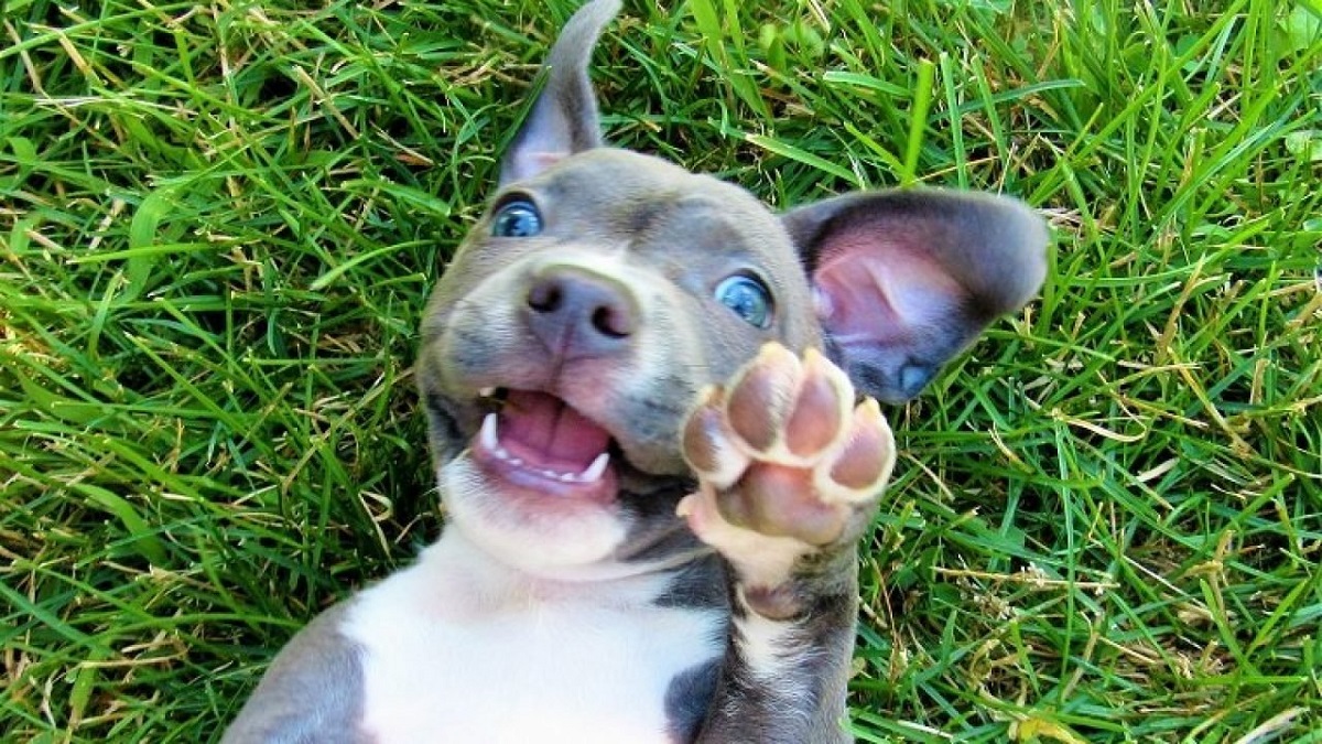 cagnolino sorride in camera