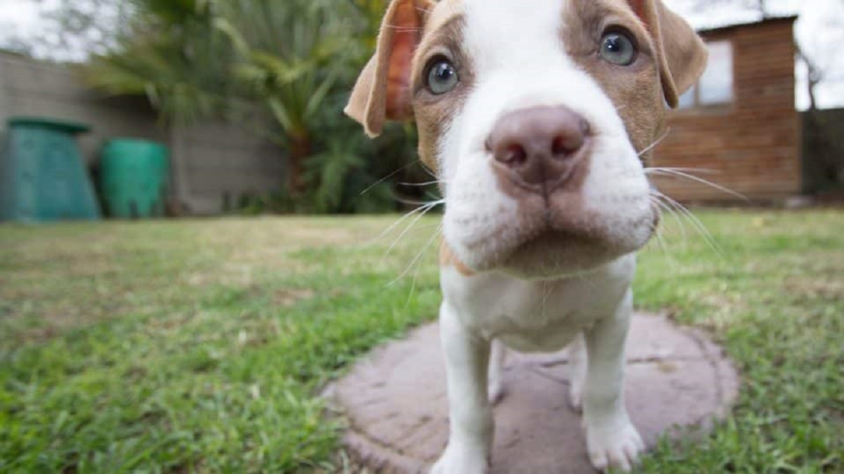 cagnolino guarda in camera