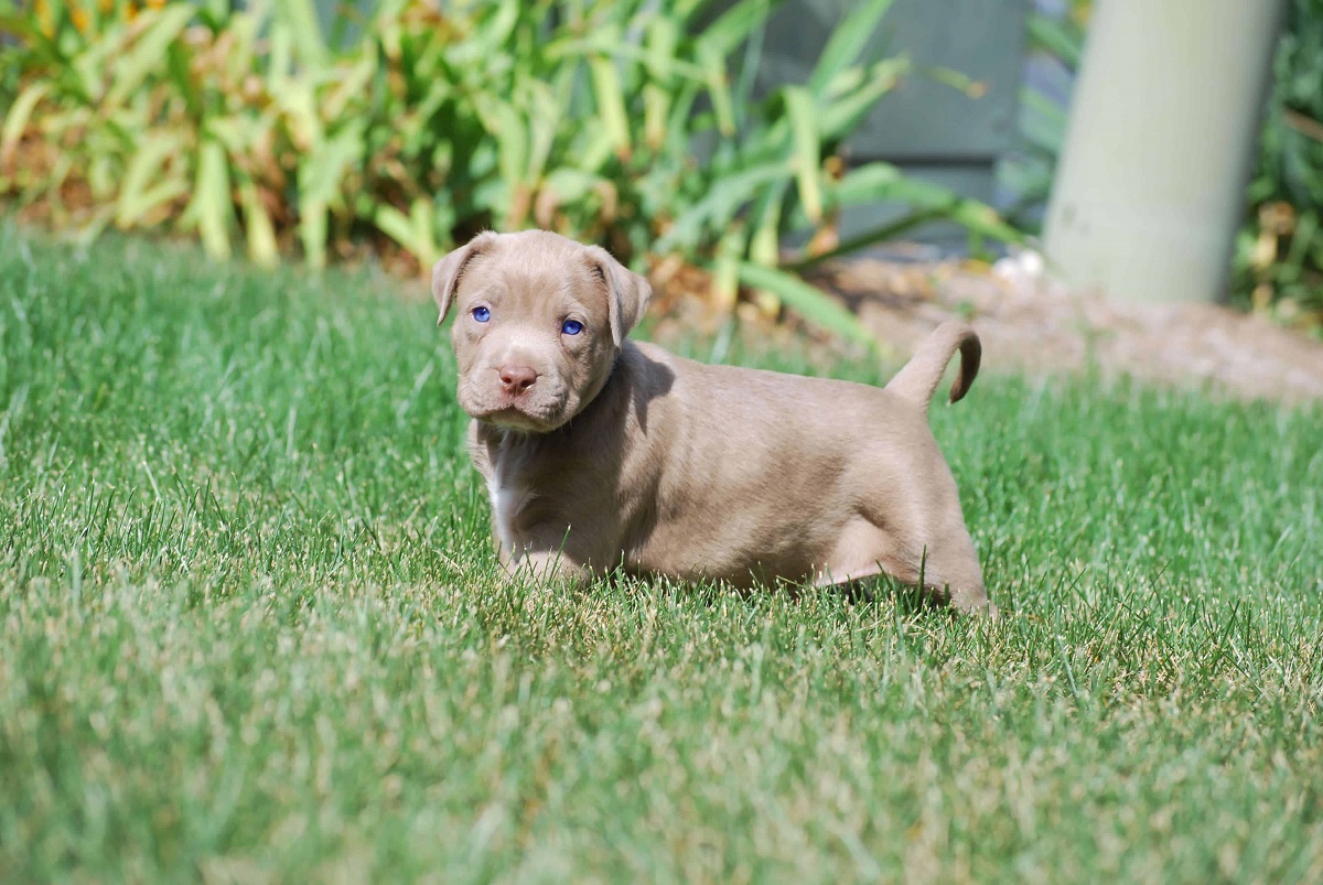 cucciolo di pitbull occhi azzurri