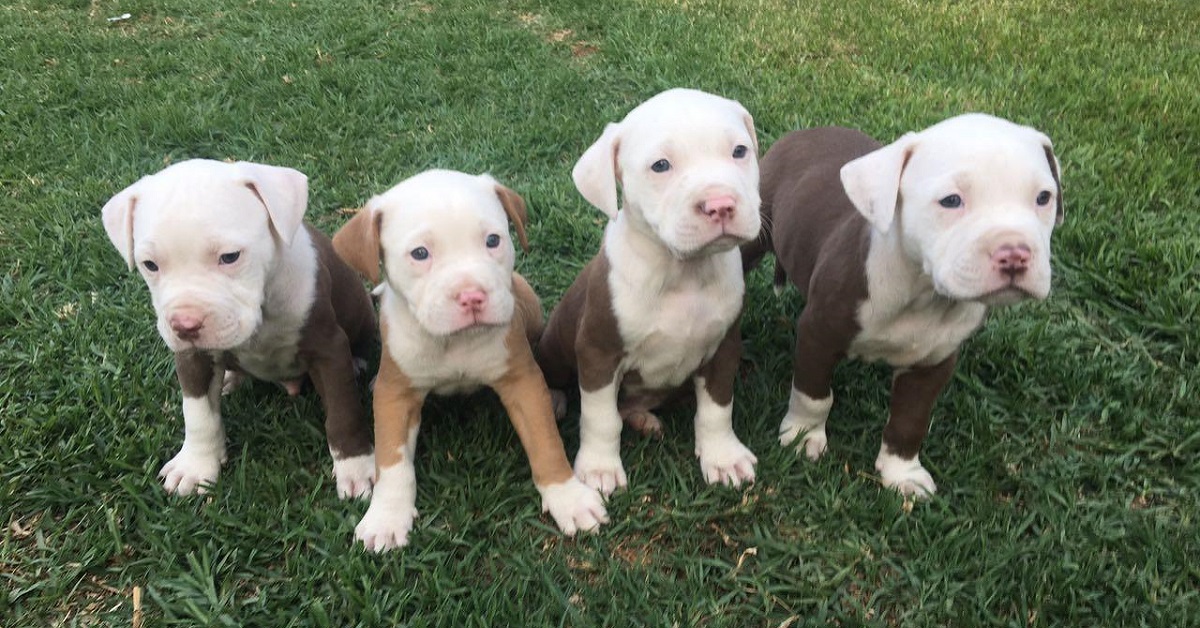 Cuccioli di Pit Bull, sono pericolosi? Ecco cosa bisogna davvero sapere