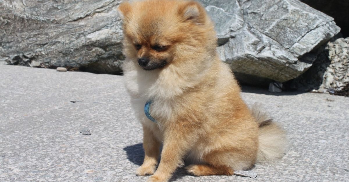 Cuccioli di Pomerania, cure specifiche: che cosa bisogna sapere quando se ne prende uno