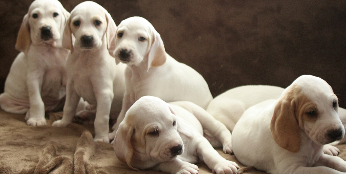 cucciolata di cani porcelaine