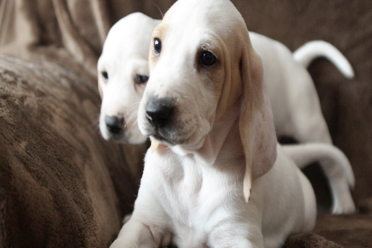 cuccioli porcelaine