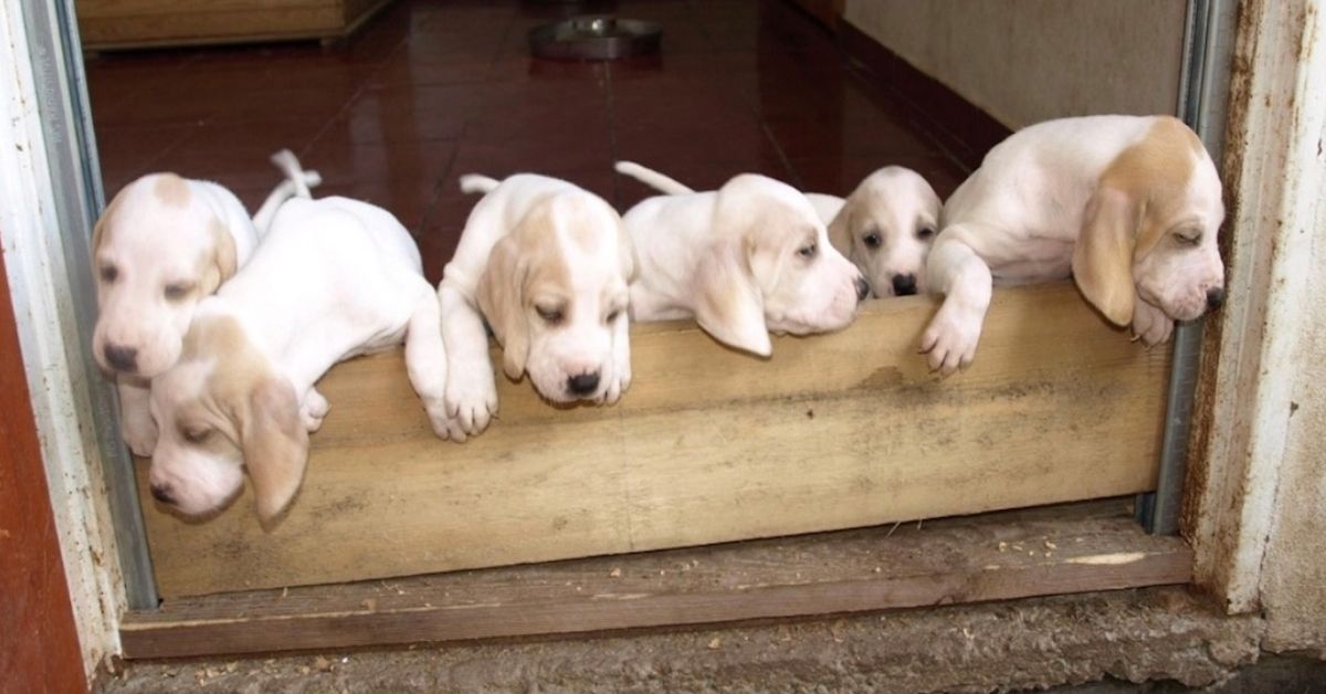 gruppo di cuccioli di porcelaine