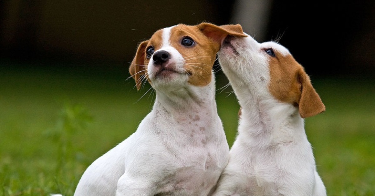 Cuccioli Jack Russell incontrano il proprietario dopo tanto, il video realizzato in aeroporto è indescrivibile