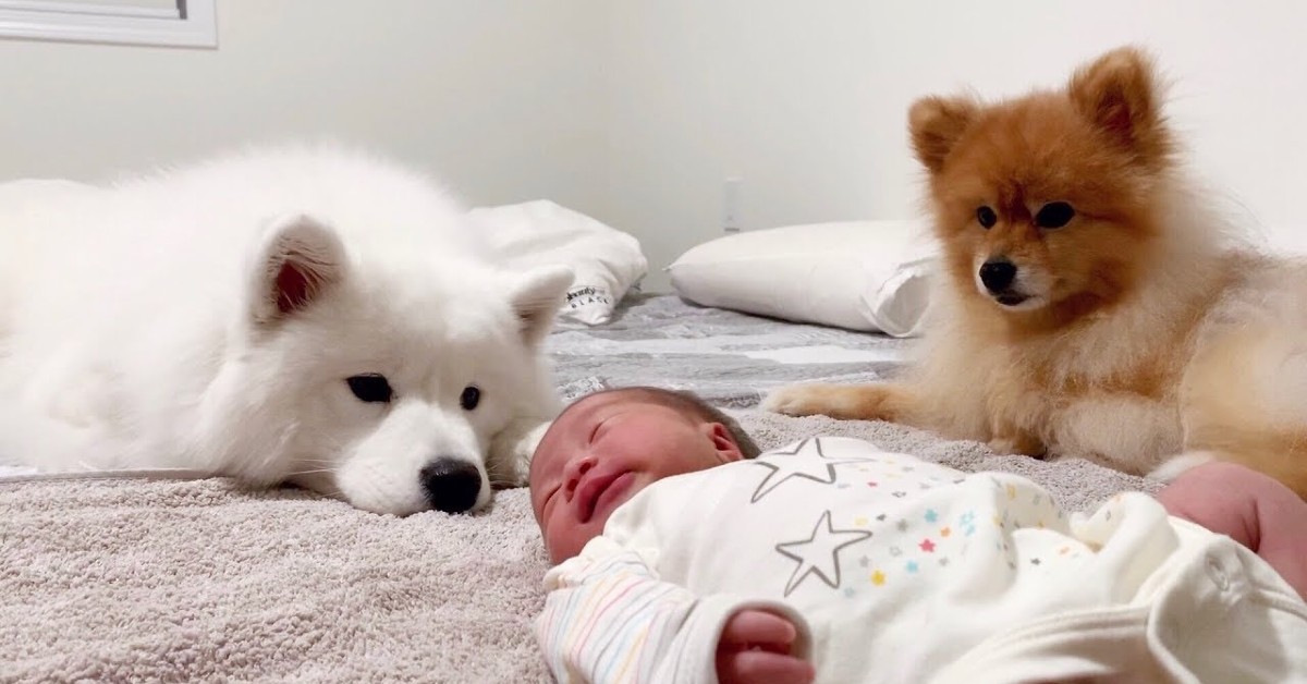 Cuccioli di cane sorvegliano la sorellina appena nata (VIDEO)